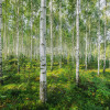 Sunny Day - Thumbnail View 1