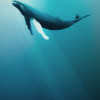 Artsy Humpback Whale - Thumbnail View 1