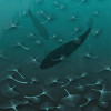 Ginkgo - Thumbnail View 1