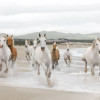 White Horses - Thumbnail View 1