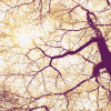Sunshine - Thumbnail View 1