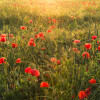 Poppy World I - Thumbnail View 1