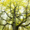 Der Traumbaum - Thumbnail View 1