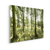 Birch Trees - Slider Item - View 1