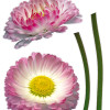 Daisy - Thumbnail View 1