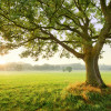 The Magic Tree - Thumbnail View 1