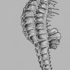 Sea Horse - Thumbnail View 1