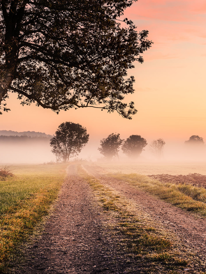 Misty Morning - Thumbnail View 1