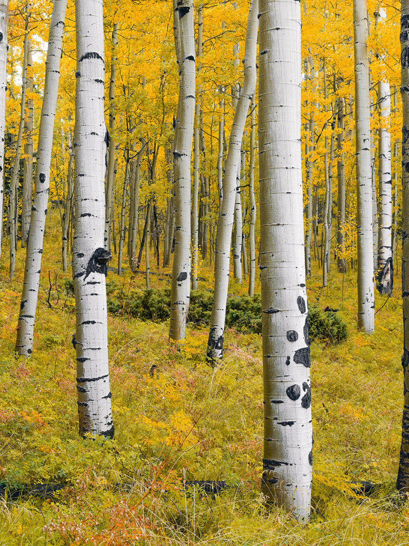 Orange Forest - Thumbnail View 1