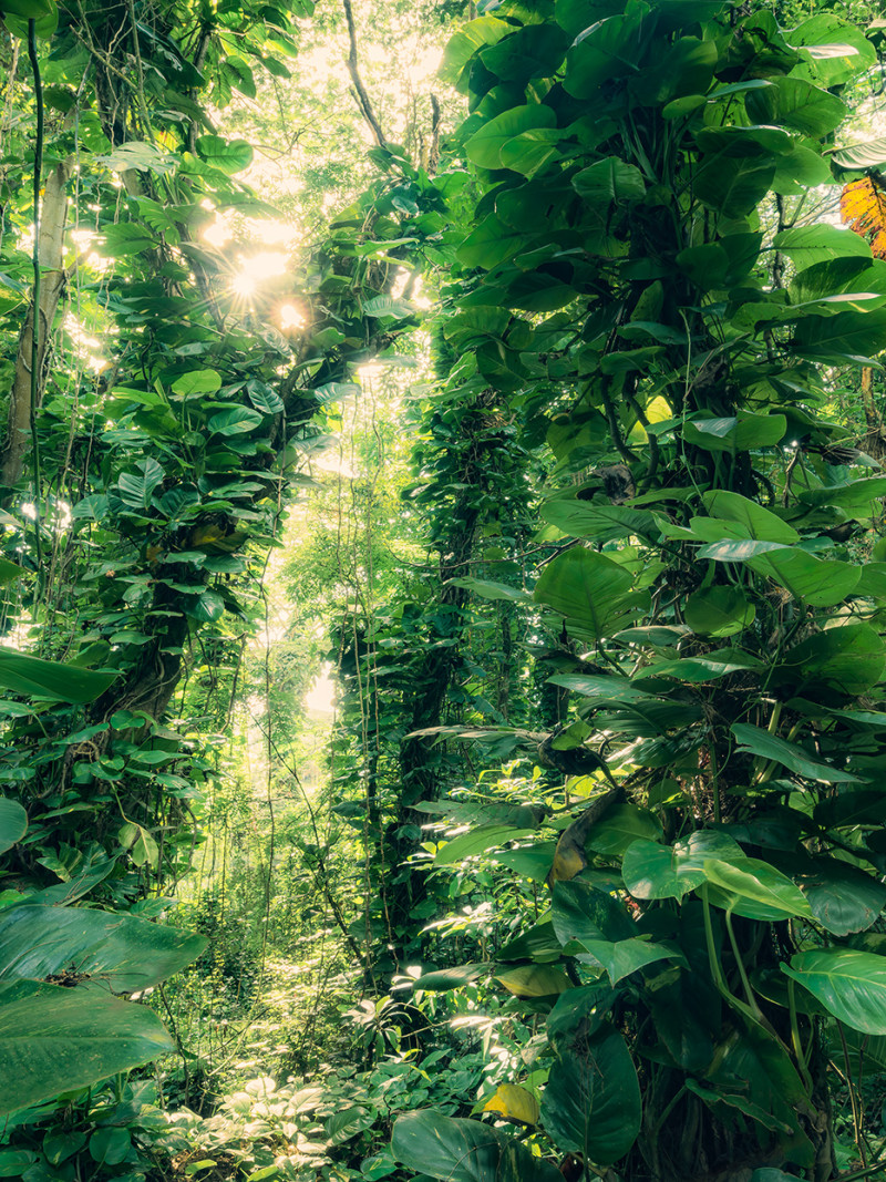 Green Leaves  - Thumbnail View 1