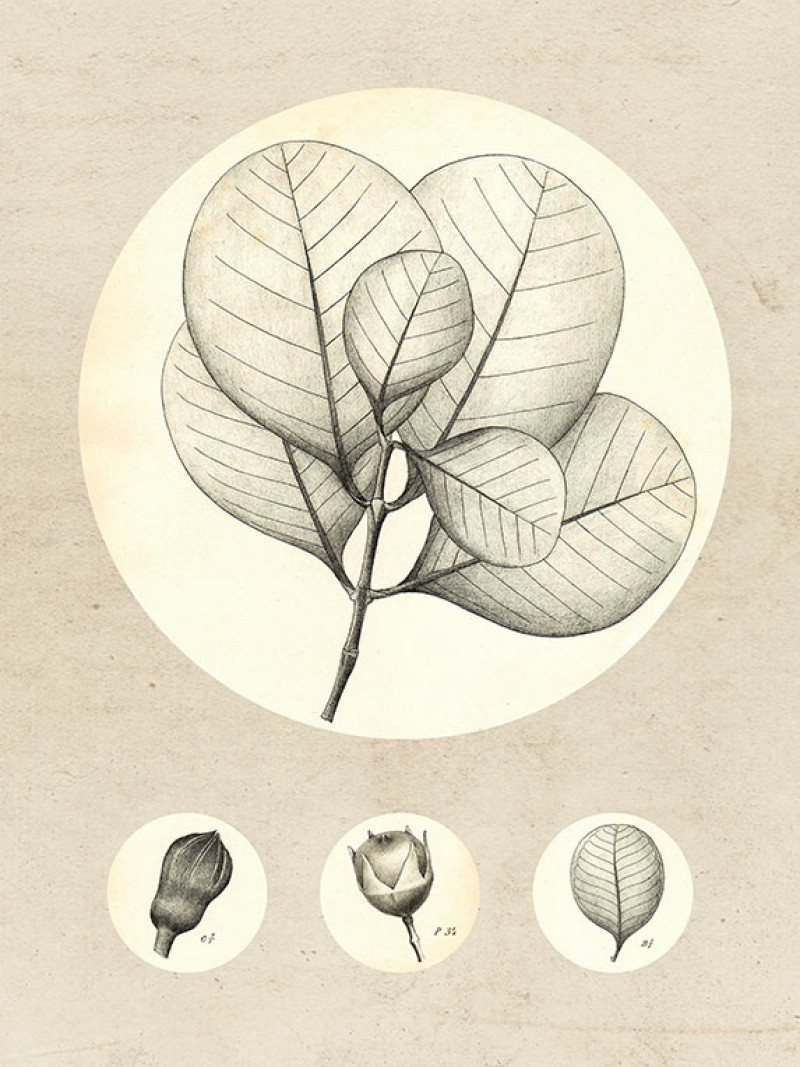 Transparent Leaf - Thumbnail View 1
