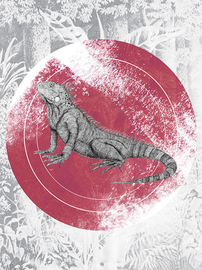 Iguana Circle - Thumbnail View 1