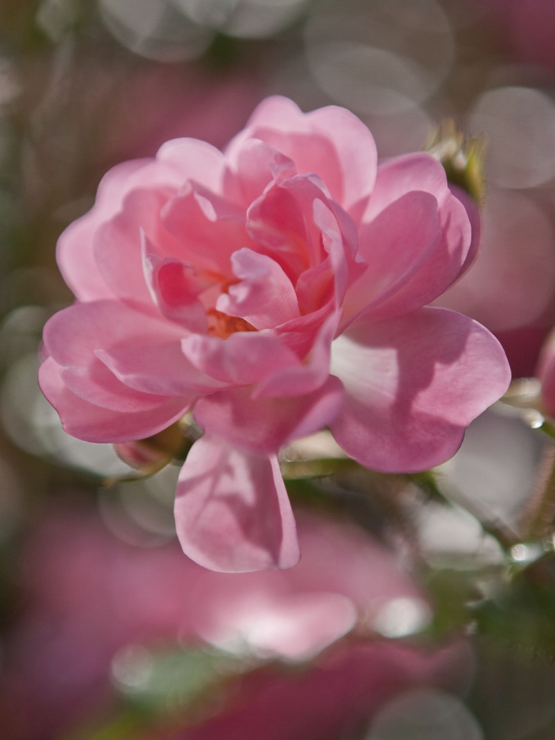 Bouquet - Thumbnail View 1