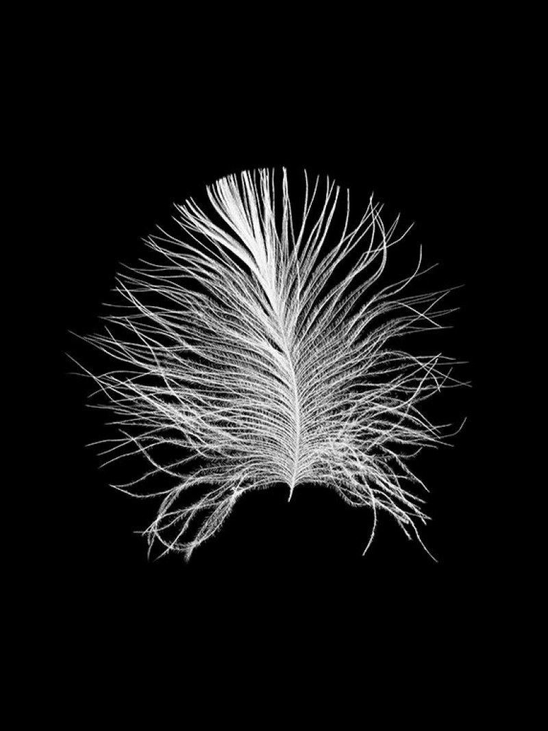 Feather Black - Thumbnail View 1