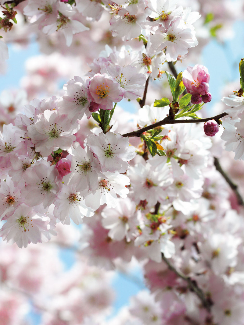 Spring - Thumbnail View 1