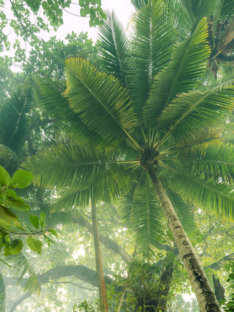 Climber Canopy - Thumbnail View 1