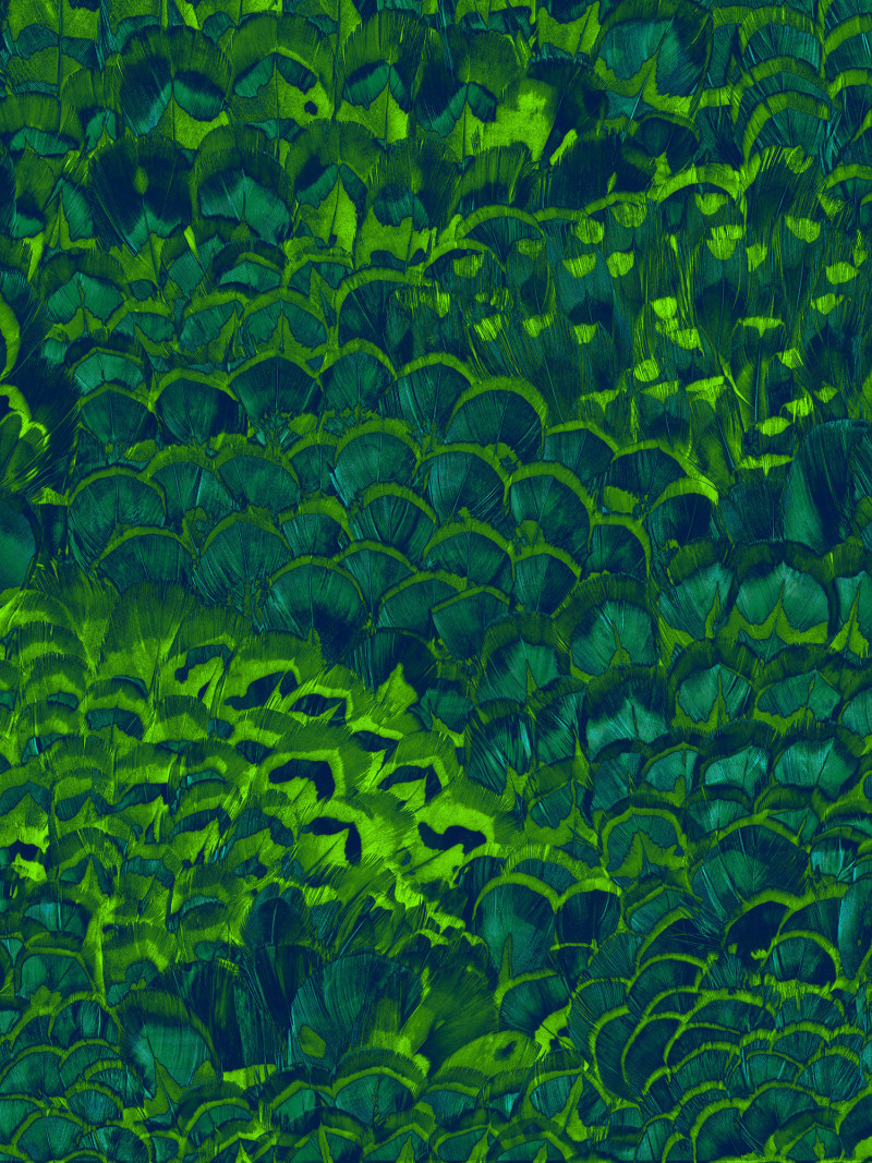 Feathers - Thumbnail View 1