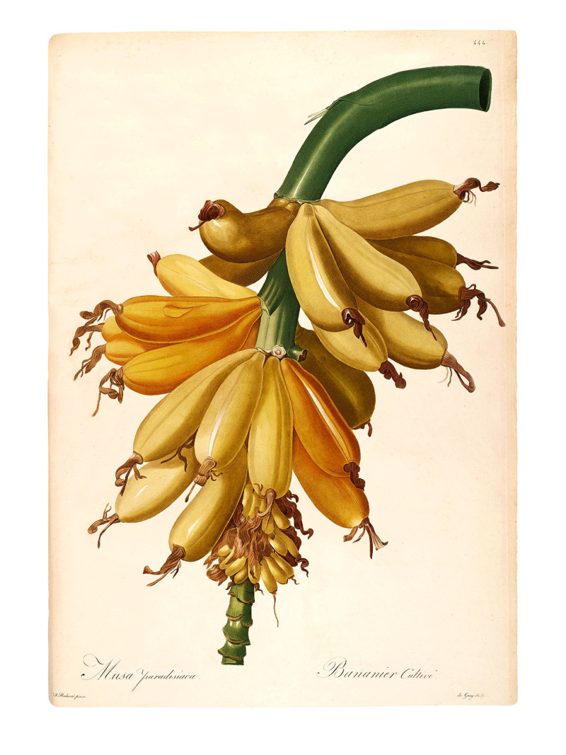 Plantains - Thumbnail View 1