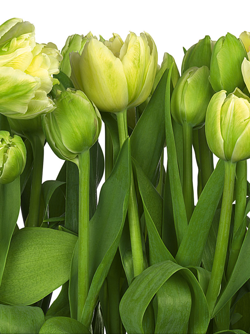 Tulips - Thumbnail View 1