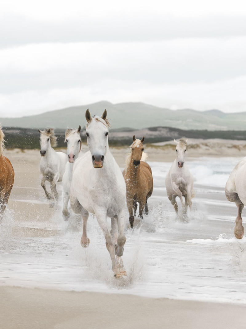 White Horses - Thumbnail View 1