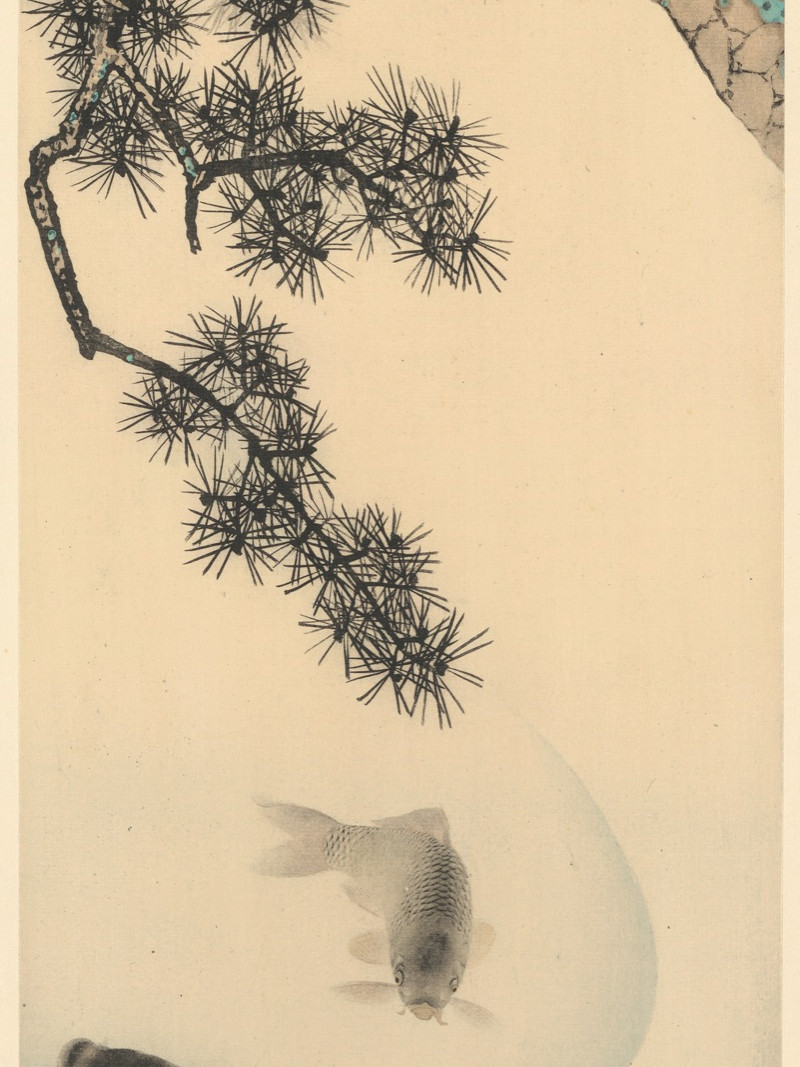 Koi - Thumbnail View 1