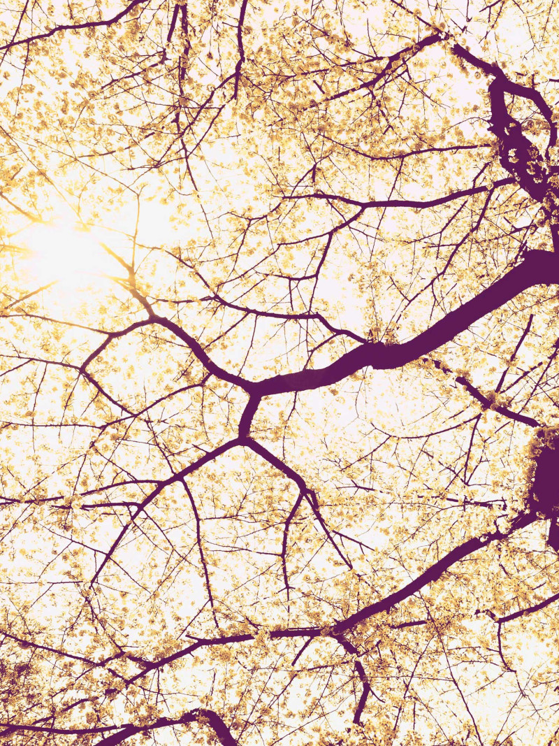Sunshine - Thumbnail View 1