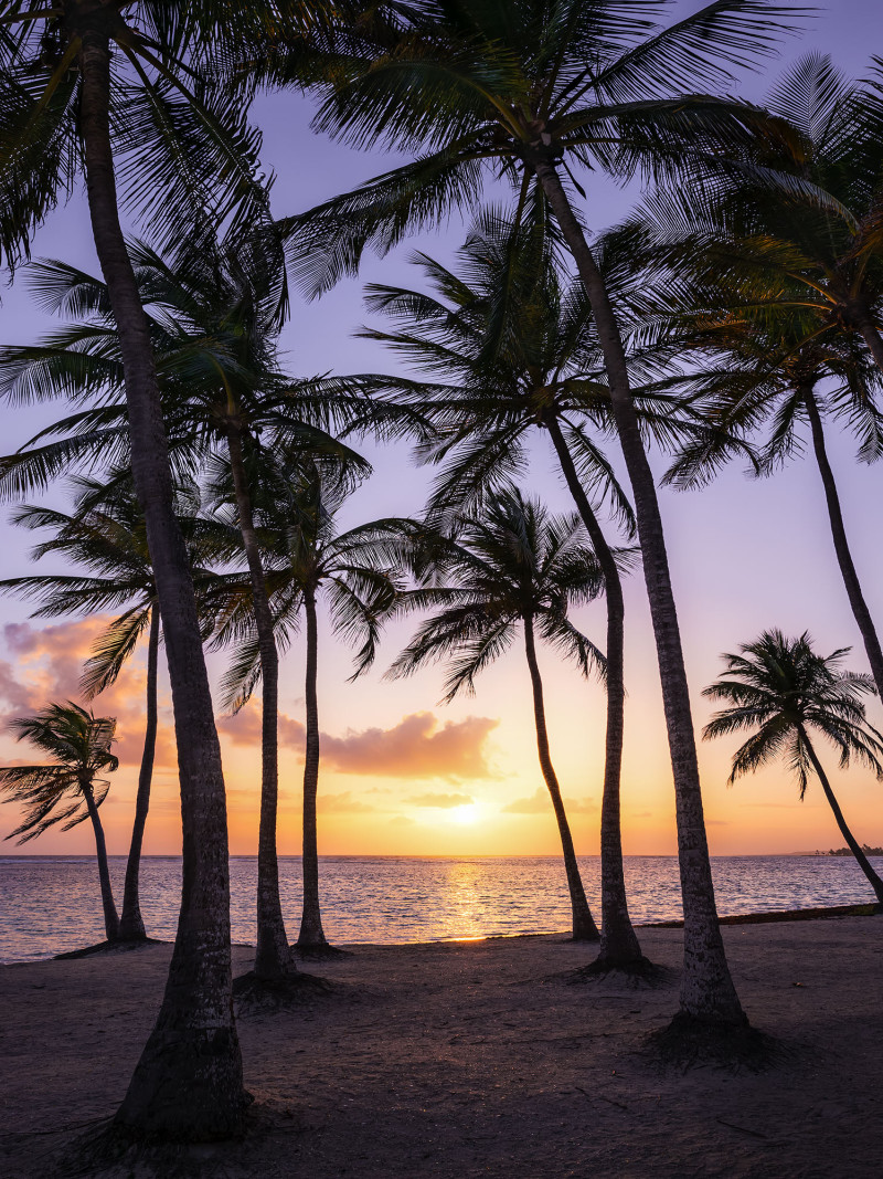 Palmtrees on Beach - Thumbnail View 1