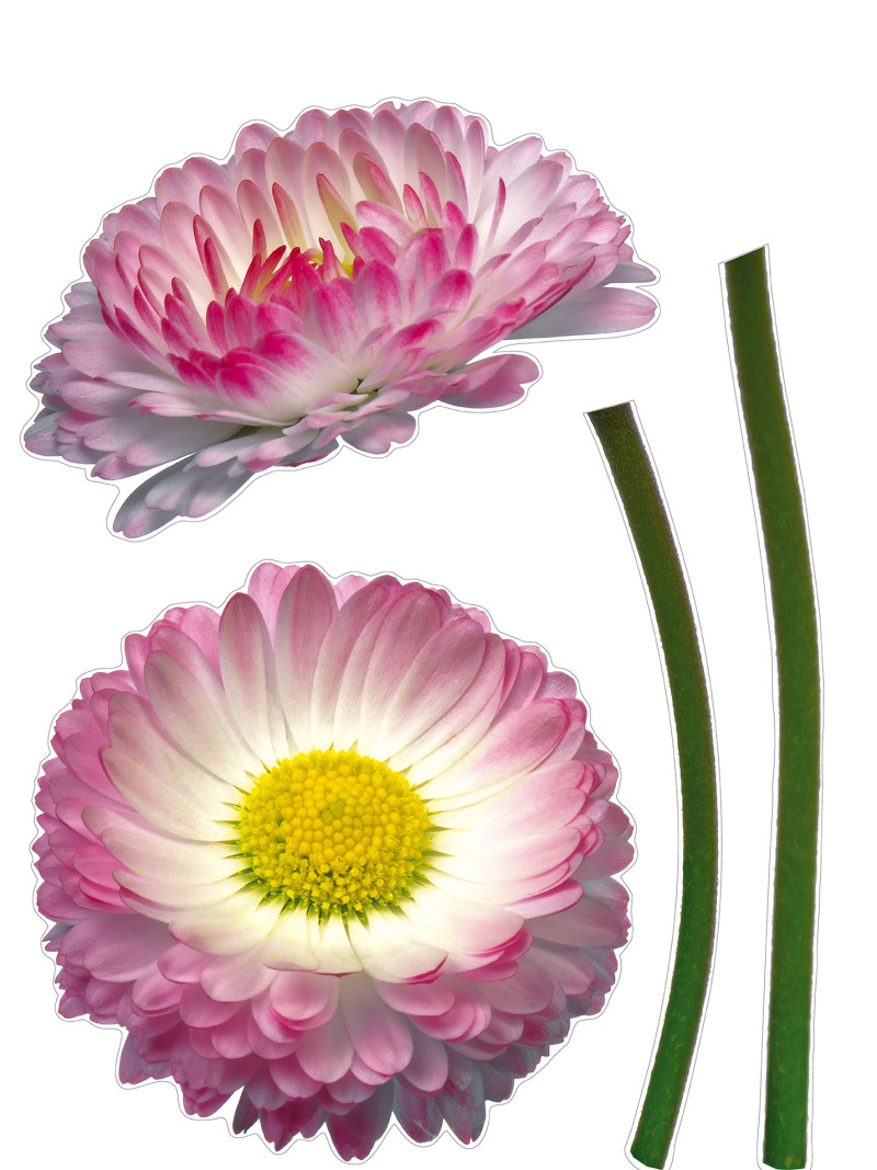 Daisy - Thumbnail View 1