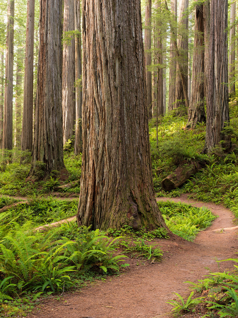 Redwood Trail - Thumbnail View 1