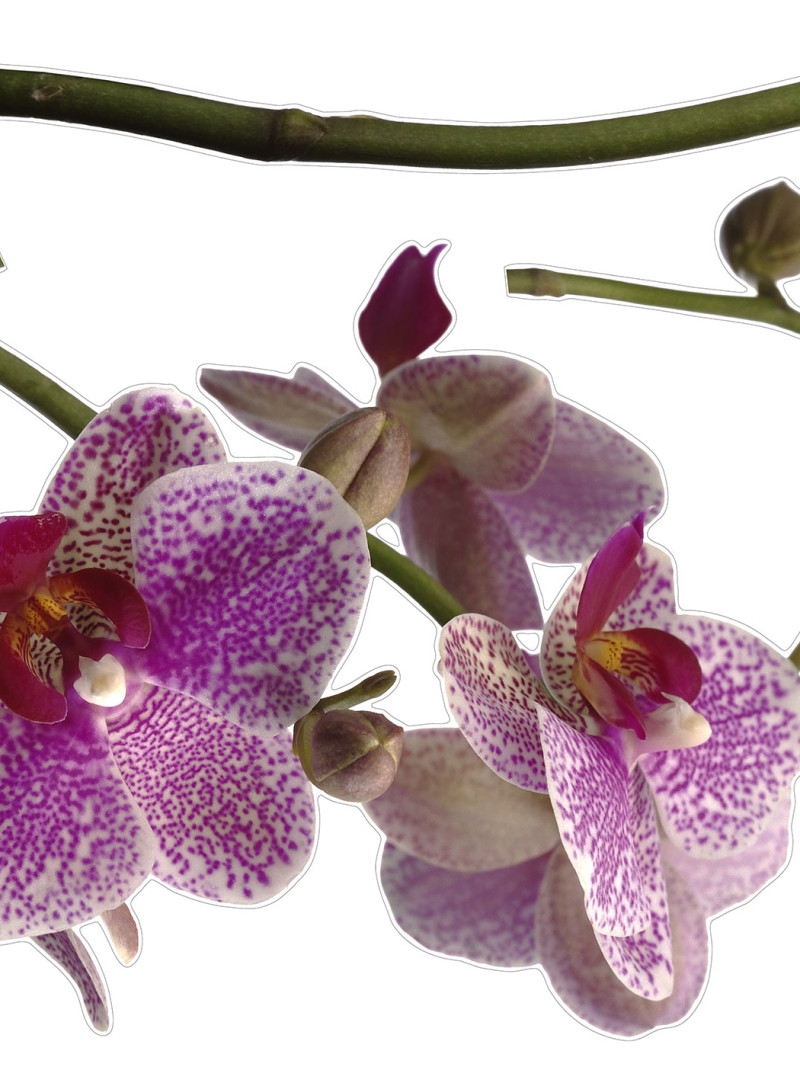 Orchidee - Thumbnail View 1