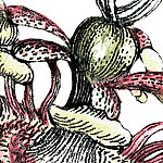 Specie vegetali verdi e rosse - View 1