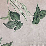 Detailierte Blätter von oben herabhängend