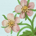 Two flowers in pink on light blue background