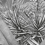 Plant motif in Line Art look black and white - View 1