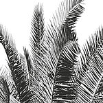 Mehrere Palmenblätter in schwarz-weiß