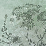 Zartes Motiv von Wiesengräsern in Salbeigrün