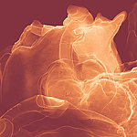 Rust coloured abstract motif - View 1