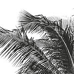 Palmenblätter