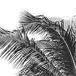 Palmenblätter - View 1