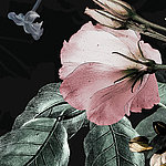 Rosa Blüte mit grünen Blättern und schwarzem Hintergrund