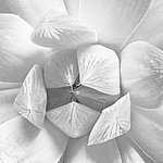Zarte Blütenblätter in weiß