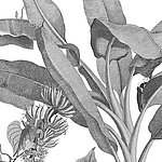 Filigran gezeichnete Pflanze in grau mit weißem Hintergrund