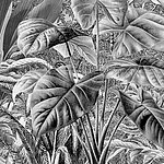 Jungle plants in black and white