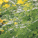 Leaves of plants - View 1