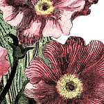 Fiori rosa - View 1