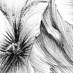 Schwarz-weiß gezeichnete Blüte - View 1