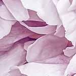 Close-up of pink rose petals