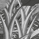 Grasses in black and white - View 1