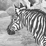 Grey motif of painted zebra