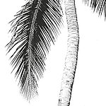 Tree trunk of palm tree with palm leaf